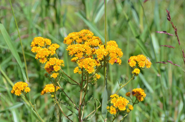 San Pedro Matchweed is an annual species in the Asteraceae family that is also called Gummy Broomweed, Gummy Snakeweed and Matchweed. Xanthocephalum gymnospermoides